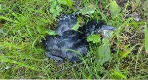 Fotografije: Manuel Jacmenović