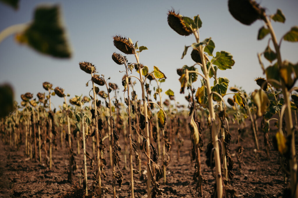 Foto: Szabolcs Nagy / Mindworks