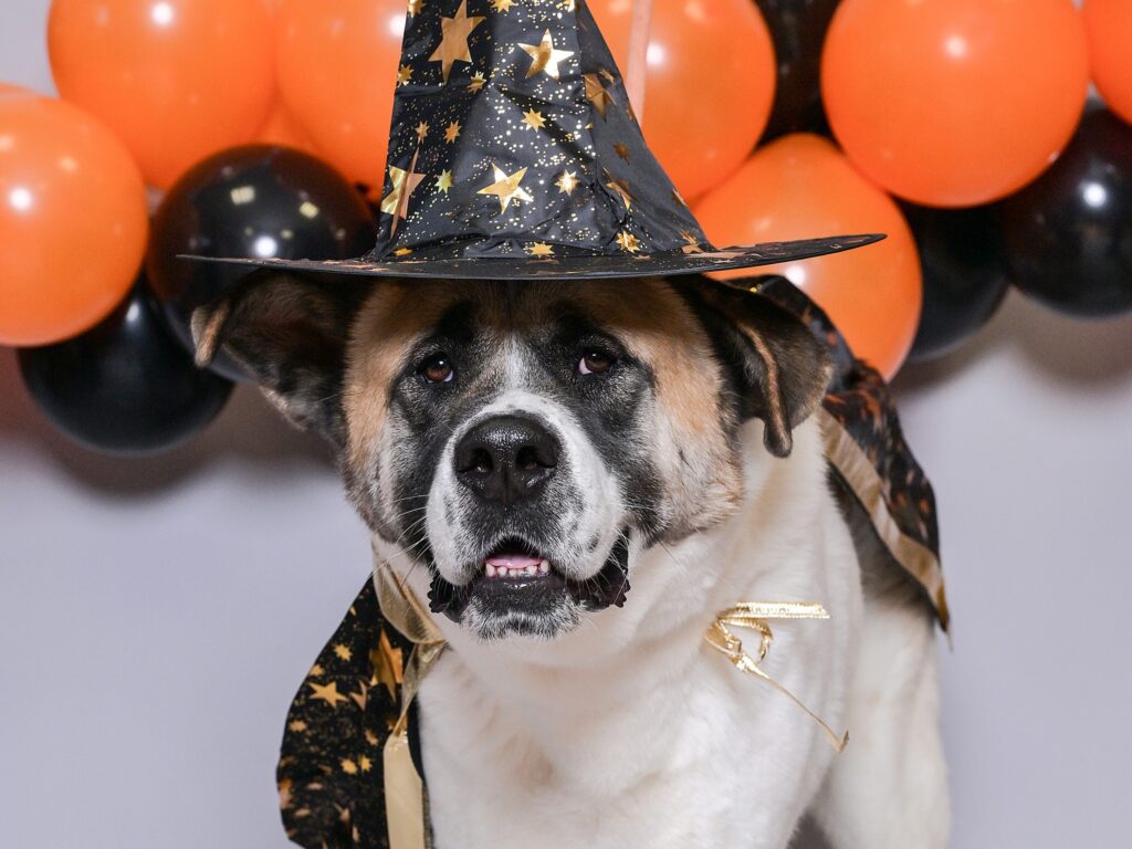 Pas Don, foto: Sandra Šimunović/PIXSELL